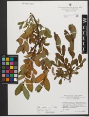Foto von Salix waldsteiniana Willd.